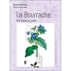 La Bourrache - Une étoile au jardin
