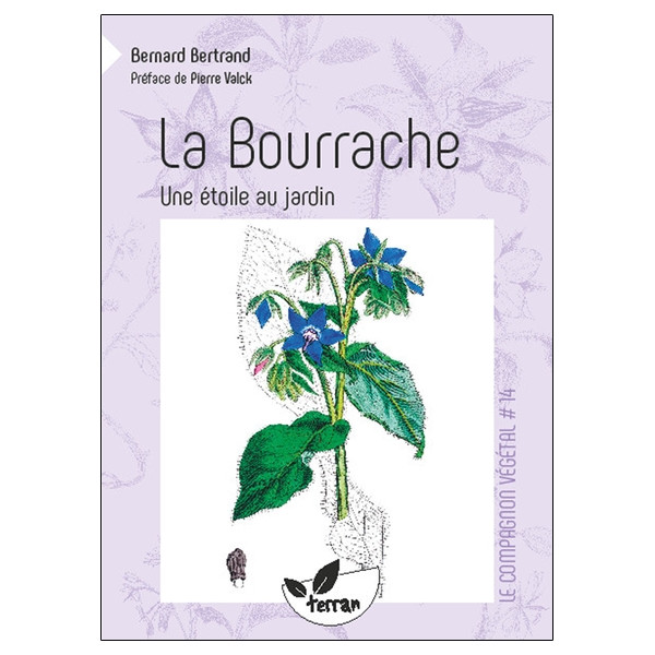 La Bourrache - Une étoile au jardin