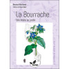La Bourrache - Une étoile au jardin
