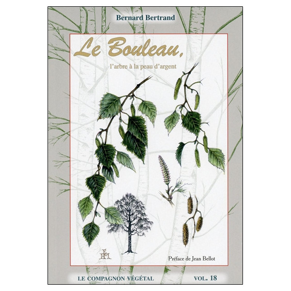 Le Bouleau, l'arbre à la peau d'argent