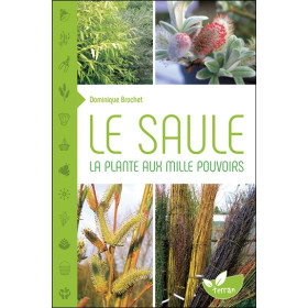 Le Saule - La plante aux mille pouvoirs