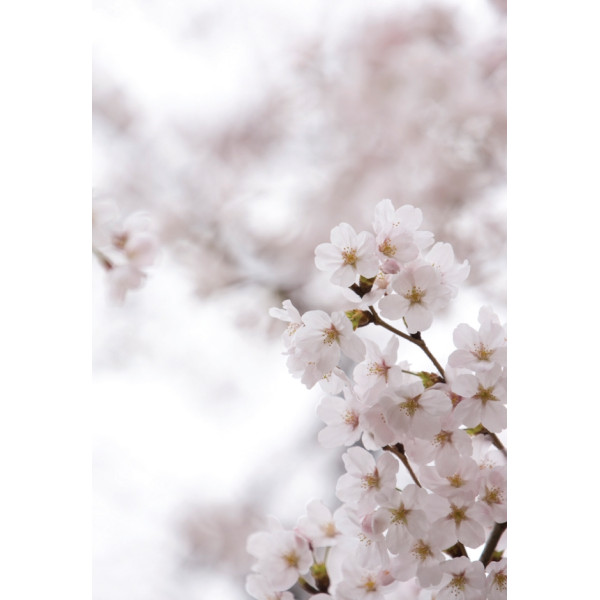 La fleur de vie : 52 cartes oracle pour se connecter à la sagesse dAstar