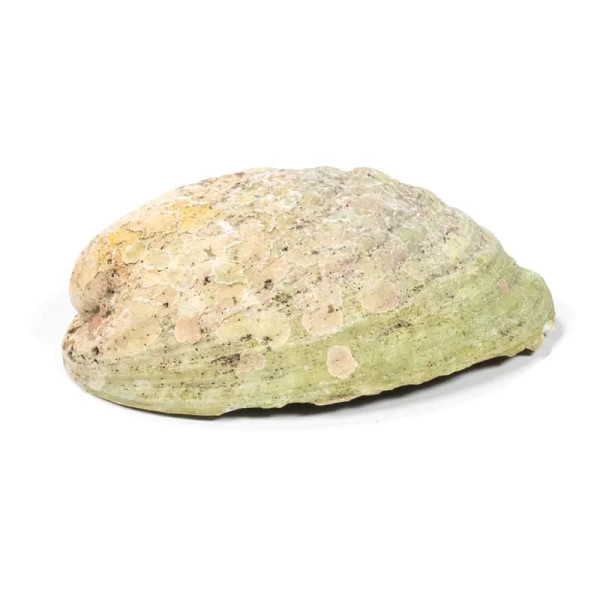 Abalone arc-en-ciel (Paua) Haliotis Iris -- 12.5 - 15.5 cm