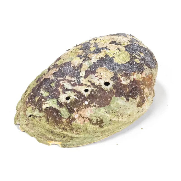 Abalone arc-en-ciel (Paua) Haliotis Iris -- 12.5 - 15.5 cm