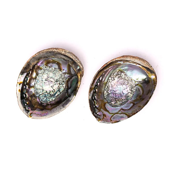 Coquille d'Ormeau vert Haliotis Fulgens L -- ± 15-17 cm