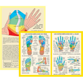 Planche Zones réflexes de la main et du pied - A4