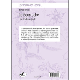 La Bourrache - Une étoile au jardin