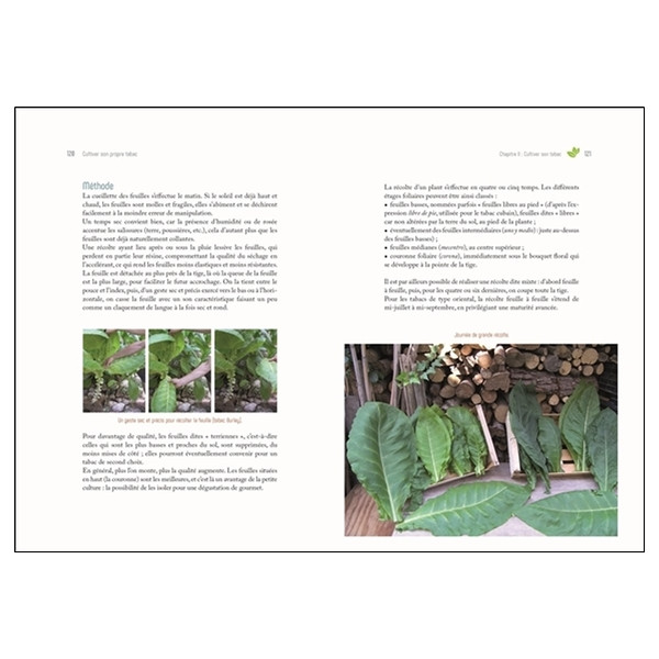 Cultiver son propre tabac - De la graine à la feuille séchée