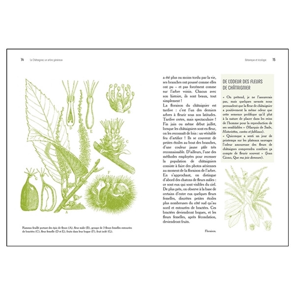 Le Châtaignier - Un arbre généreux