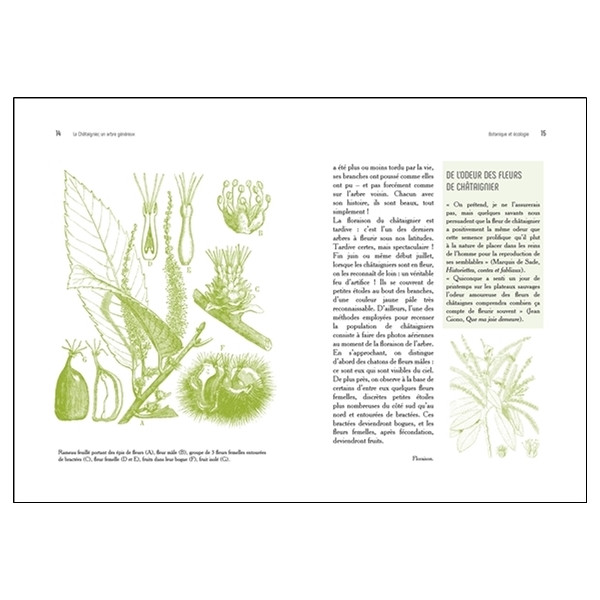 Le Châtaignier - Un arbre généreux