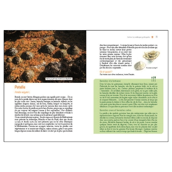 Glaner algues, fruits de mer et plantes sauvages - Balades gourmandes sur la côte