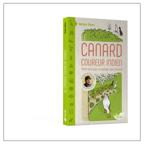 Le Canard coureur indien - Votre atout pour un potager sans limaces