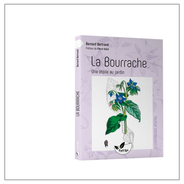 La Bourrache - Une étoile au jardin