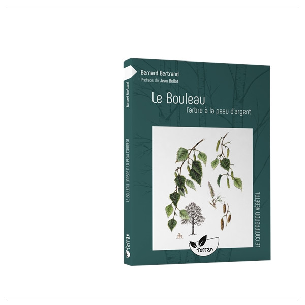 Le Bouleau, l'arbre à la peau d'argent
