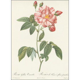 Les plus Belles Roses - Bilingue : Français/Anglais