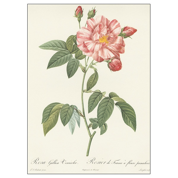 Les plus Belles Roses - Bilingue : Français/Anglais