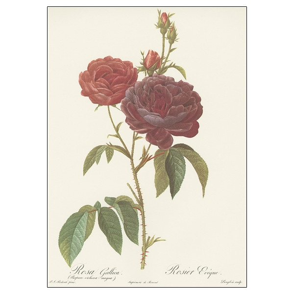 Les plus Belles Roses - Bilingue : Français/Anglais