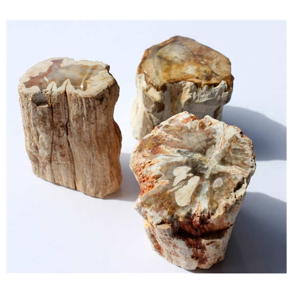 Bois Fossile/Silicifié - Total 150 à 200 grs