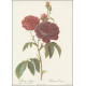 Les plus Belles Roses - Bilingue : Français/Anglais